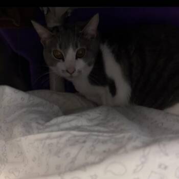 Mary Anne FKA Chloe -  Domestic Short Hair Cat for Adoption in Charlottesville, Virginia - Mary Anne FKA Chloe | PetCurious