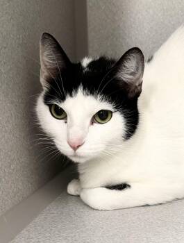 Domestic Short Hair Cats Available for Adoption in Red Bluff, California - *Bixit | PetCurious