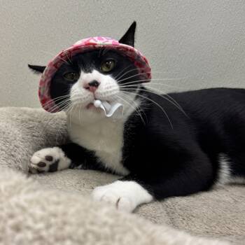 Rescue Domestic Short Hair Cats for Adoption in Austin, Texas - Diesel | PetCurious