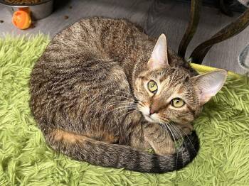 Buttercup -  Torbie and Domestic Short Hair Cat for Adoption in Georgetown, Kentucky - Buttercup | PetCurious