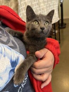 Aislinn -  Domestic Short Hair Cat for Adoption in Fishers, Indiana - Aislinn | PetCurious