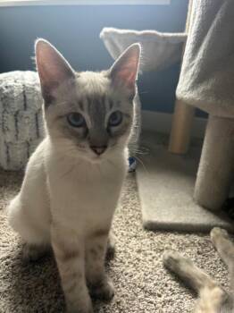 Sky -  Domestic Short Hair Cat for Adoption in Pocatello, Idaho - Sky | PetCurious
