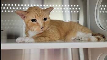 Domestic Short Hair Cats Available for Adoption - EARL | PetCurious