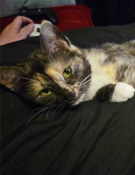 Domestic Short Hair Cats Available for Adoption in Hartsville, South Carolina - 26-0903 | PetCurious