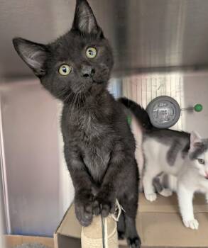 Rescue Domestic Short Hair Cats for Adoption in Madison, Wisconsin - Student Loans | PetCurious