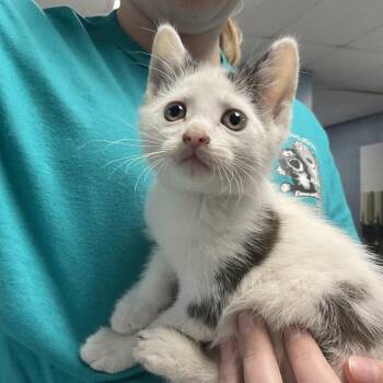 Slim Jim -  Domestic Short Hair Cat for Adoption in Saint Joseph, Missouri - Slim Jim | PetCurious