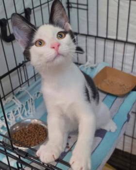 Oakley -  Domestic Short Hair Cat for Adoption in Novato, California - Oakley | PetCurious