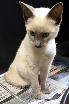 Ellton -  Siamese Cat for Adoption in Albemarle, North Carolina - Ellton | PetCurious