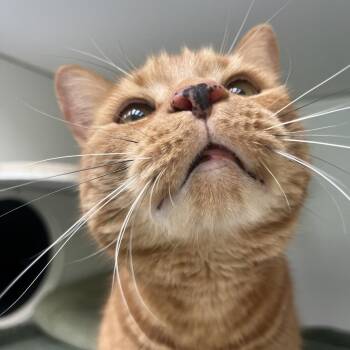 Domestic Short Hair Cats Available for Adoption in Newark, New Jersey - Garfiela | PetCurious