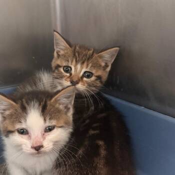 Salamander -  Domestic Short Hair Cat for Adoption in South Haven, Michigan - Salamander | PetCurious