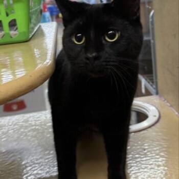 Domestic Short Hair Cats Available for Adoption in Canal Winchester, Ohio - Marcus | PetCurious