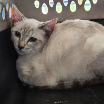 Link -  Siamese Cat for Adoption in Montgomery, Alabama - Link | PetCurious