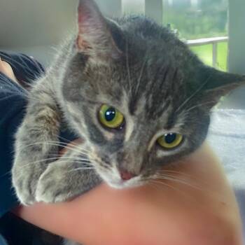 Zara -  Domestic Short Hair Cat for Adoption in Chapel Hill, North Carolina - Zara | PetCurious