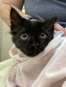 Nico -  Domestic Short Hair Cat for Adoption in Fishers, Indiana - Nico | PetCurious