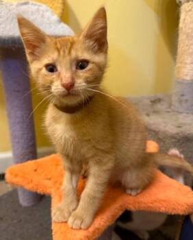 Riot -  Domestic Short Hair Cat for Adoption in Battle Creek, Michigan - Riot | PetCurious