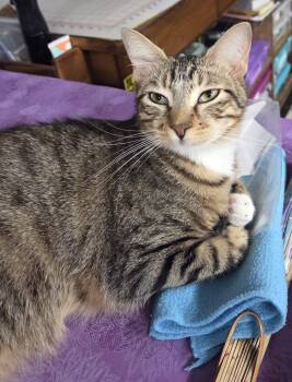 Penny MS -  Domestic Short Hair Cat for Adoption in Schertz, Texas - Penny MS | PetCurious