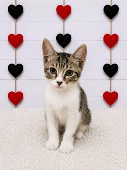 Yell -  Domestic Short Hair Cat for Adoption in Corpus Christi, Texas - Yell | PetCurious