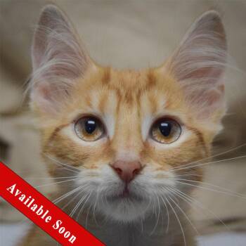 Apricot -  Tabby and Domestic Medium Hair Cat for Adoption in Huntley, Illinois - Apricot | PetCurious
