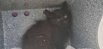 Harriet -  Domestic Medium Hair Cat for Adoption in Salt Lake City, Utah - Harriet | PetCurious