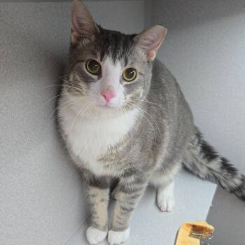Chicken -  Domestic Short Hair Cat for Adoption in Pittsburgh, Pennsylvania - Chicken | PetCurious