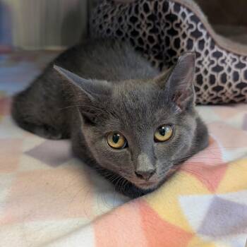 Cloudy -  Domestic Short Hair Cat for Adoption in Emporia, Kansas - Cloudy | PetCurious