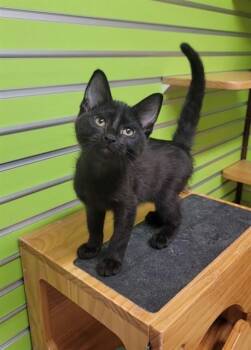 MARCUS -  Domestic Short Hair Cat for Adoption in St. Peters, Missouri - MARCUS | PetCurious
