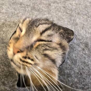 Piper -  Domestic Long Hair Cat for Adoption in Wickenburg, Arizona - Piper | PetCurious