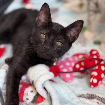 Pushinka -  Domestic Short Hair Cat for Adoption in Fort Smith, Arkansas - Pushinka | PetCurious