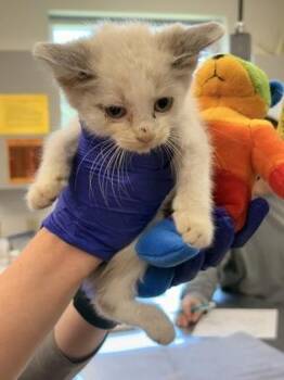 Chance -  Domestic Short Hair Cat for Adoption in Memphis, Tennessee - Chance | PetCurious
