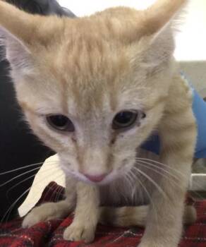BOOP -  Domestic Short Hair Cat for Adoption in Riverside, California - BOOP | PetCurious