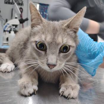 Domestic Short Hair Cats Available for Adoption in Summerville, South Carolina - CeCe | PetCurious