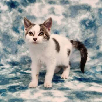 Sundae -  Domestic Short Hair Cat for Adoption in Benld, Illinois - Sundae | PetCurious