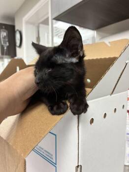 Amulet -  Domestic Short Hair Cat for Adoption in Marietta, Georgia - Amulet | PetCurious