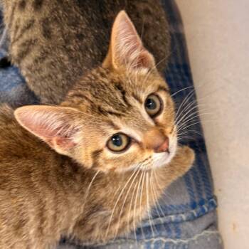 Owl -  Domestic Short Hair Cat for Adoption in Evansville, Indiana - Owl | PetCurious
