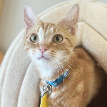 Domestic Short Hair Cats Available for Adoption in Port Washington, New York - Walter | PetCurious