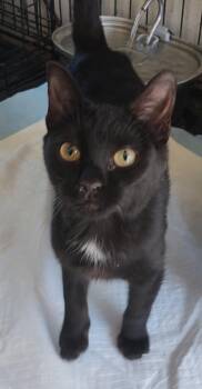 Camilla -  Domestic Short Hair Cat for Adoption in Lakewood, California - Camilla | PetCurious