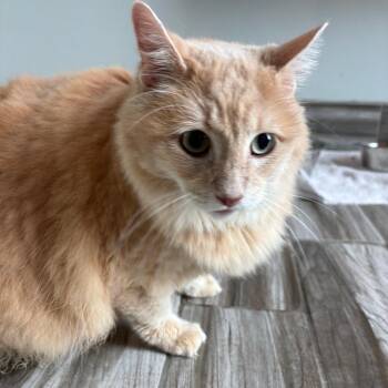 Fluffy -  Domestic Long Hair Cat for Adoption in West Des Moines, Iowa - Fluffy | PetCurious