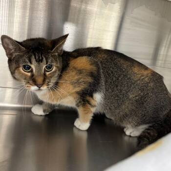 Domestic Short Hair Cats Available for Adoption - Dibella | PetCurious