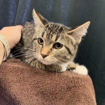 Orange You Glad -  Domestic Short Hair Cat for Adoption in Davenport, Iowa - Orange You Glad | PetCurious
