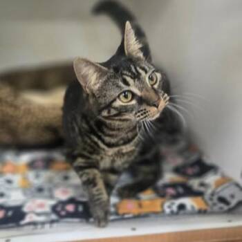 Domestic Short Hair Cats Available for Adoption - Jekyll | PetCurious