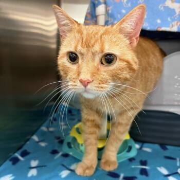 Calvin -  Domestic Short Hair Cat for Adoption in Akron, Ohio - Calvin | PetCurious