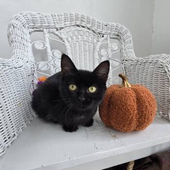 Rescue Domestic Short Hair Cats for Adoption in Eaton Rapids, Michigan - McDrako 55428 | PetCurious