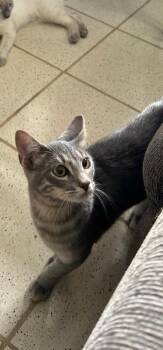Rescue Domestic Short Hair Cats for Adoption in Naranjito, Naranjito - Skyler | PetCurious