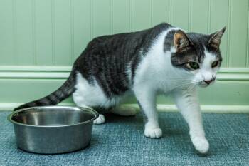 Winston -  Domestic Short Hair Cat for Adoption in Chester Springs, Pennsylvania - Winston | PetCurious