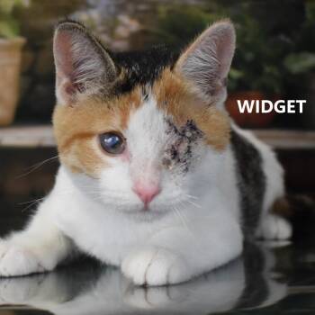Widget -  Domestic Short Hair Cat for Adoption in Yuma, Arizona - Widget | PetCurious