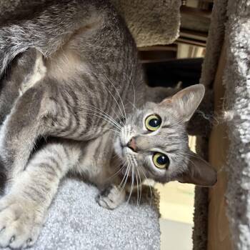 Domestic Short Hair Cats Available for Adoption - Miss Scouty McNibbles | PetCurious