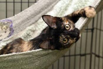 Jovie -  Domestic Short Hair Cat for Adoption in Baton Rouge, Louisiana - Jovie | PetCurious