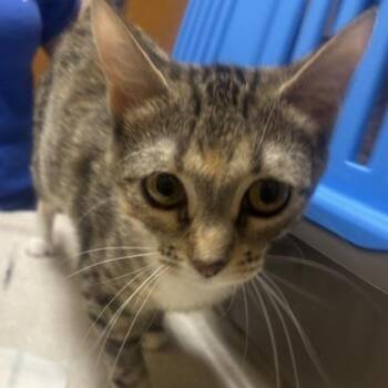 Pepper -  Domestic Short Hair Cat for Adoption in Merriam, Kansas - Pepper | PetCurious