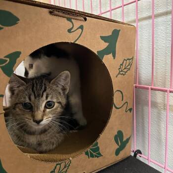 Gretel -  Domestic Short Hair Cat for Adoption in Priest River, Idaho - Gretel | PetCurious