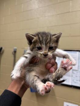 Monopoly -  American Bobtail Cat Available for Adoption in Douglasville, Georgia - Monopoly | PetCurious